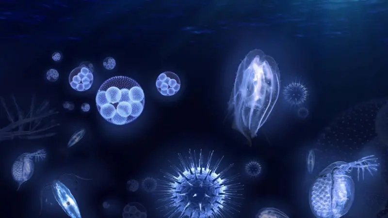 Examples of organisms transported in ballast water (image courtesy of GEA)