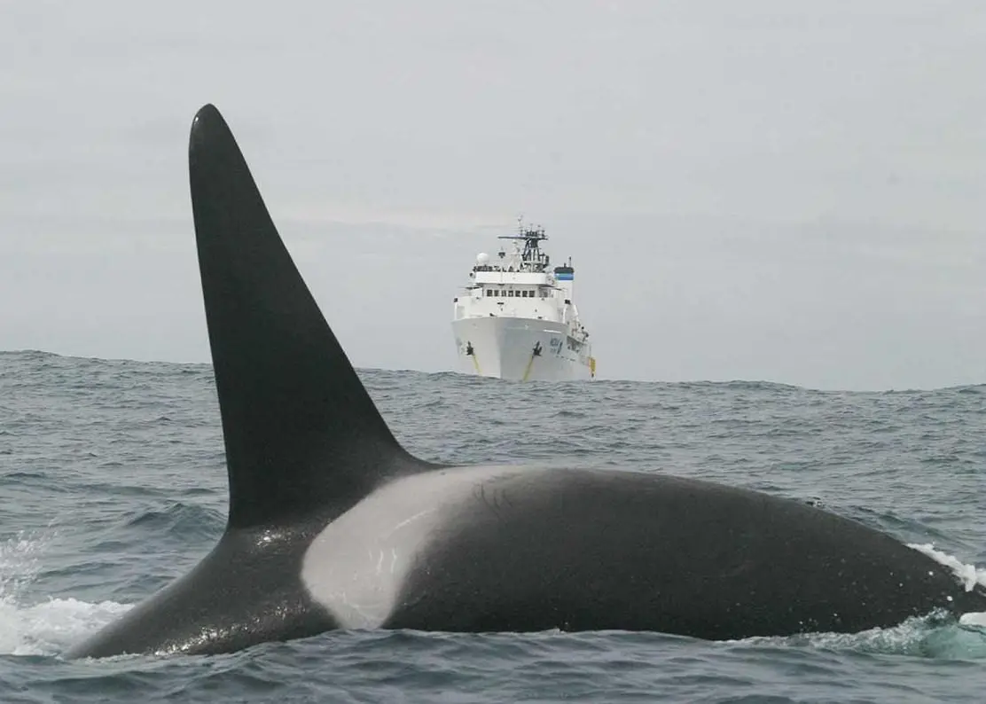 Port dues discounts for vessels with low underwater noise emissions could be a boon fpr marine life in Vancouver's coastal waters