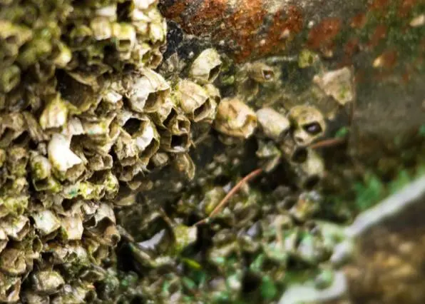 The GloFouling Partnerships project seeks to address biofouling on a ship’s underwater hull and structures