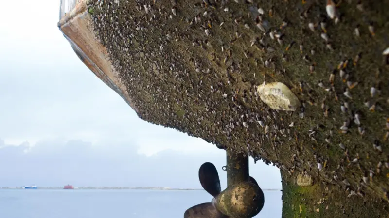hull fouling