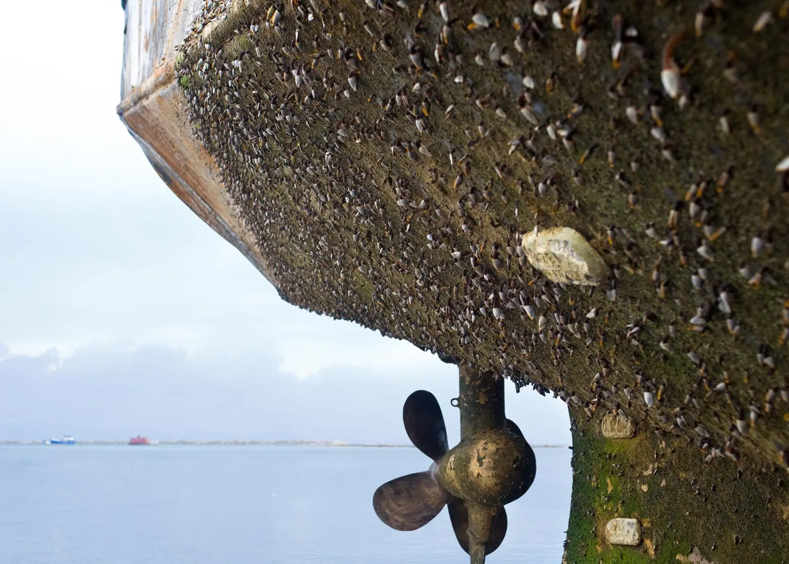 hull fouling